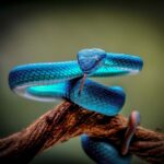 trimeresurus insularis sunda islands pitviper