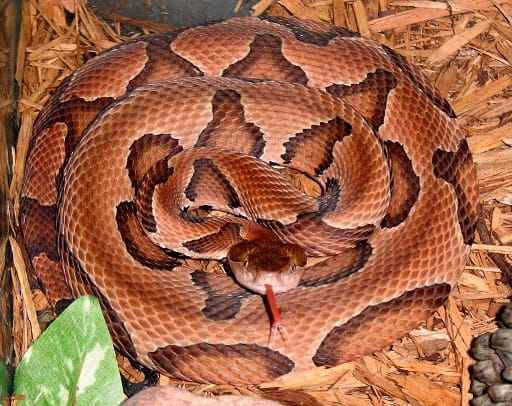 Agkistrodon contortrix copperhead venomous