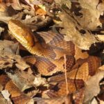 Agkistrodon contortrix eastern copperhead usa