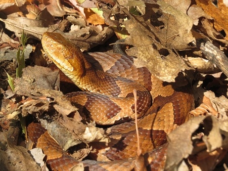 Agkistrodon contortrix eastern copperhead usa