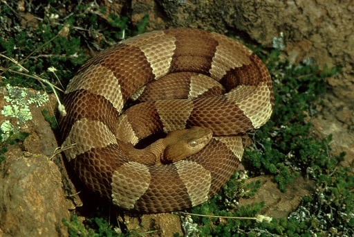 Agkistrodon laticinctus broad banded copperhead