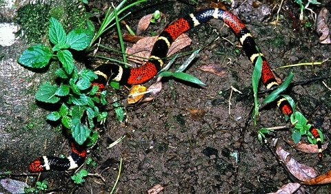 Aquatic Coral Snake - Micrurus surinamensis