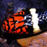 Aquatic Coral Snake, Micrurus surinamensis