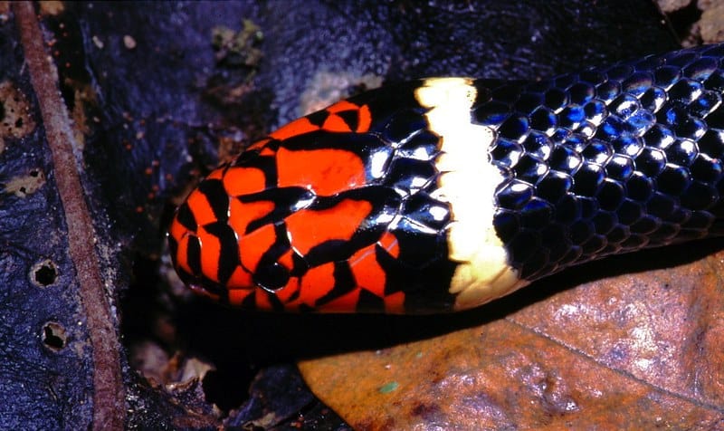 Aquatic Coral Snake, Micrurus surinamensis