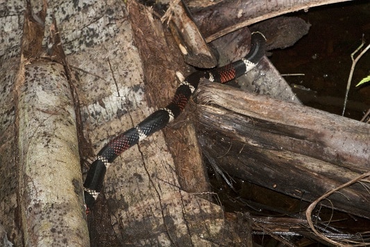 Aquatic Coralsnake - Micrurus surinamensis