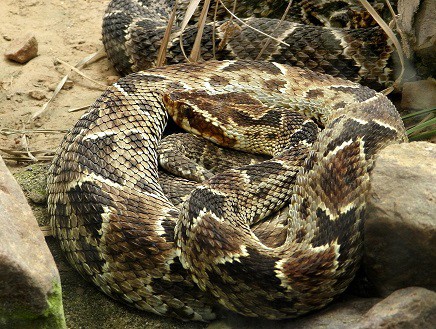 Bothrops barnetti south american lanceheads