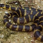 Bungarus andamanensis, Andaman krait