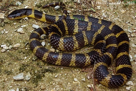 Bungarus andamanensis, Andaman krait