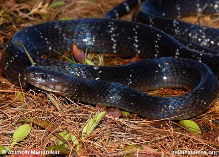 Bungarus bungaroides northeastern hill krait