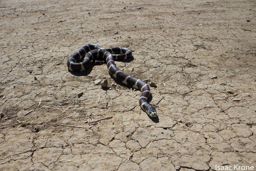 California Kingsnake (Lampropeltis californiae) Nevada