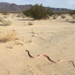 Coachwhip Masticophis flagellum great view
