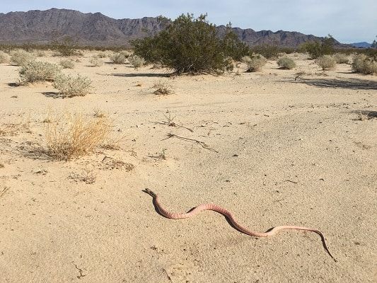 Coachwhip Masticophis flagellum great view