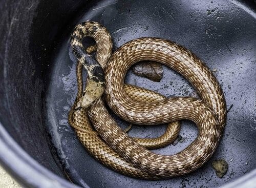 Coachwhip (Masticophis flagellum piceus) nevada