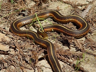 California Red-sided Garter Snake (Thamnophis sirtalis ssp. infe