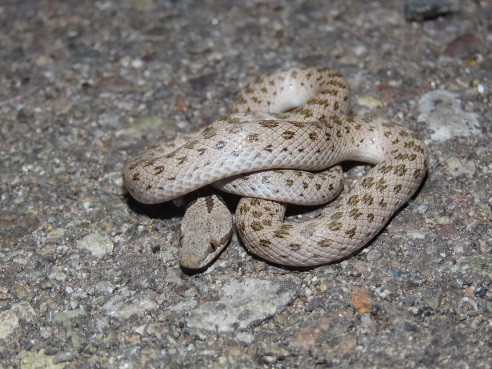 Desert Nightsnake Hypsiglena chlorophaea nevada