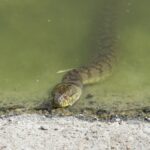 Diamondback Watersnake (Nerodia rhombifer)