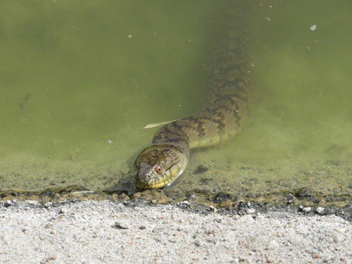 Diamondback Watersnake (Nerodia rhombifer)