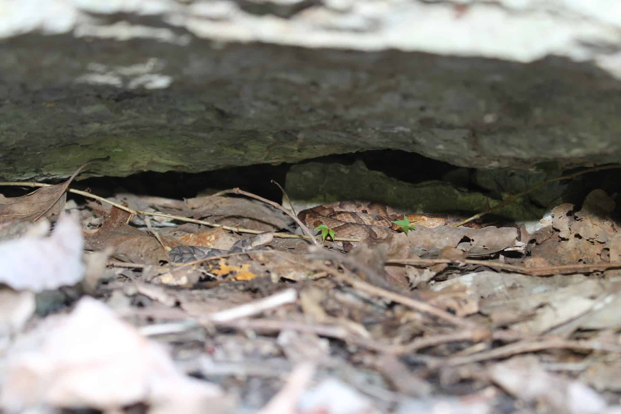 Eastern Copperhead Agkistrodon contortrix camouflage