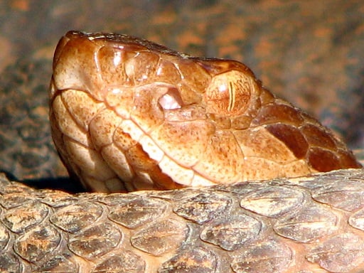 Eastern Copperhead Agkistrodon contortrix closeup