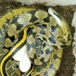 Elaphe taeniura beauty ratsnake eggs