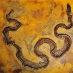 Eoconstrictor fischeri ancient snake germany