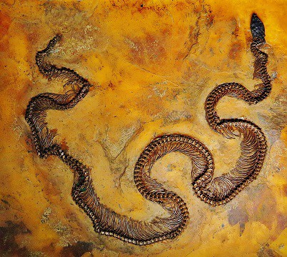 Eoconstrictor fischeri ancient snake germany