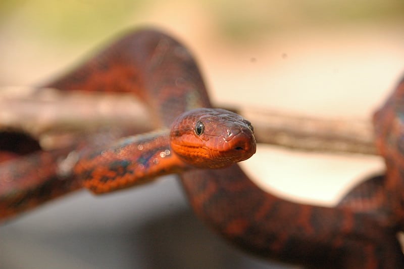 Chilabothrus striatus hispaniola boa erythrism