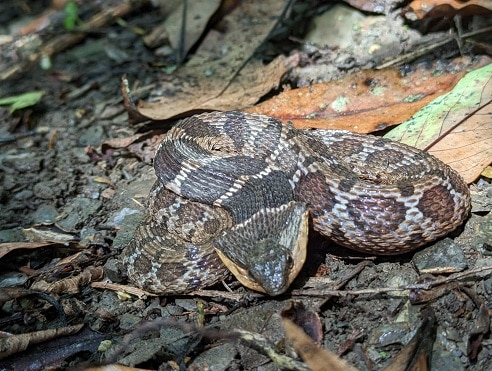 False Habu Pseudagkistrodon rudis toads