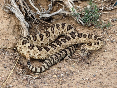 Great Basin Rattlesnake, Crotalus lutosus