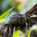 Green Black Lancehead, Bothrops chloromelas