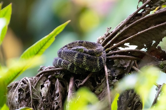 Green Black Lancehead, Bothrops chloromelas