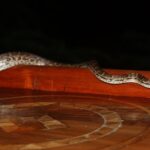 Hispaniolan Boa - Chilabothrus striatus