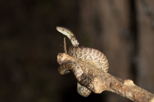 Hispaniolan Boa Chilabothrus striatus climbing