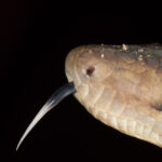 Hispaniolan Boa Chilabothrus striatus tongue