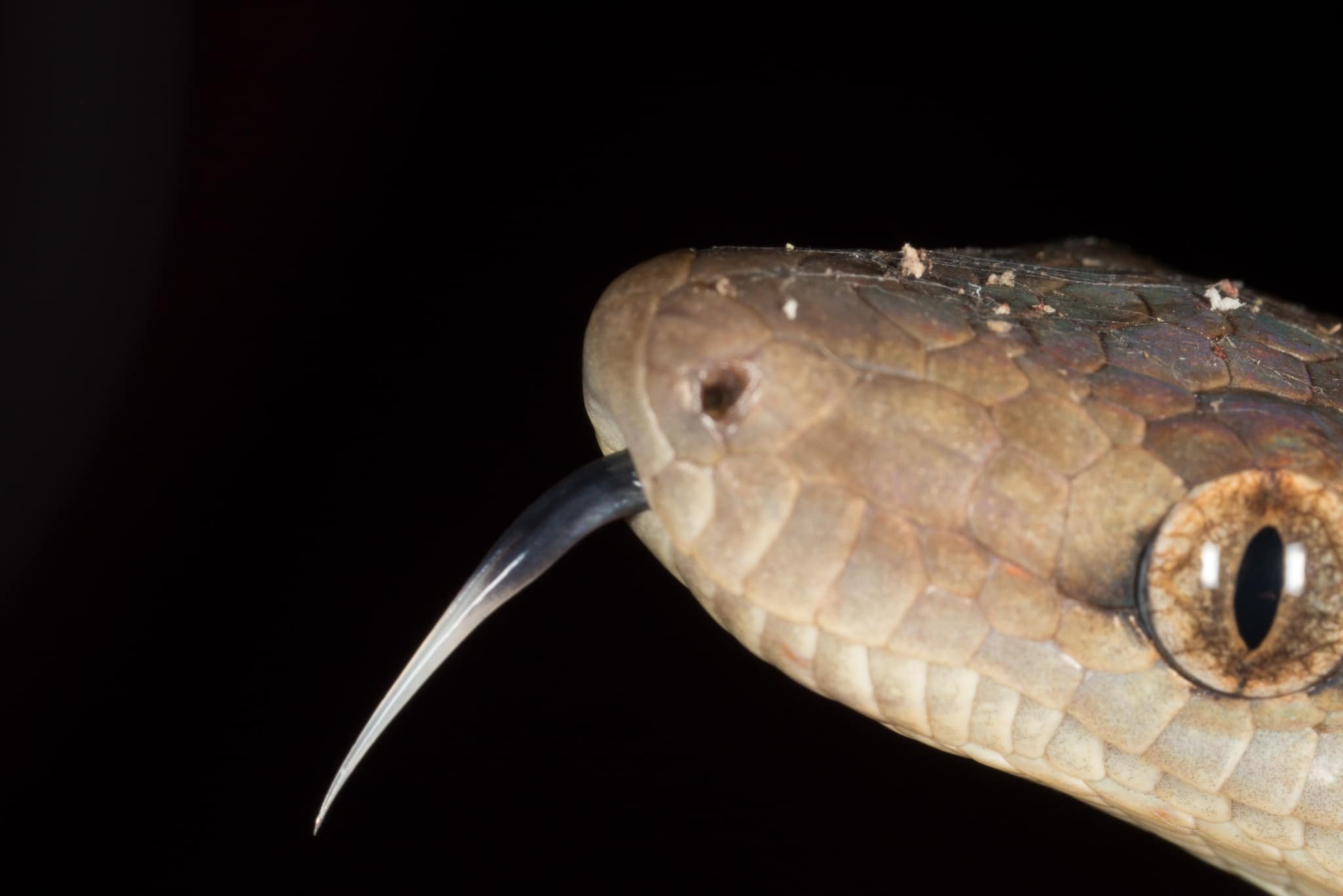 Hispaniolan Boa Chilabothrus striatus tongue