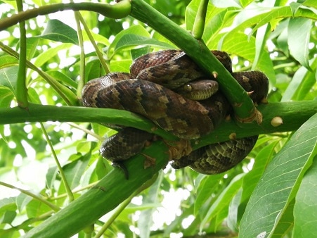 Hispaniolan Boa (Chilabothrus striatus)