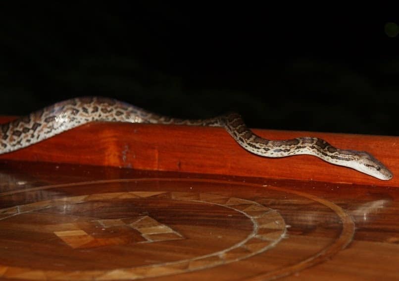 Hispaniolan Boa - Chilabothrus striatus