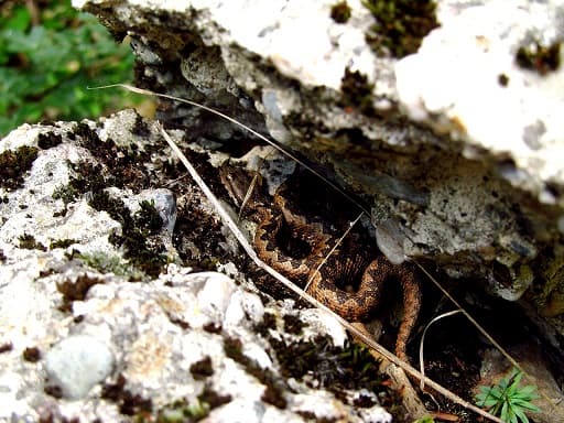 Horned Viper (Vipera ammodytes)