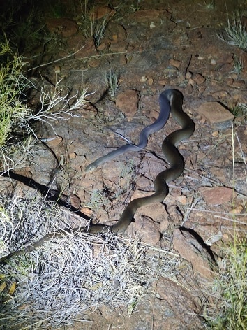 Liasis olivaceus Olive Python Australia