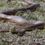 Lowlands Copperhead Australia Austrelaps superbus