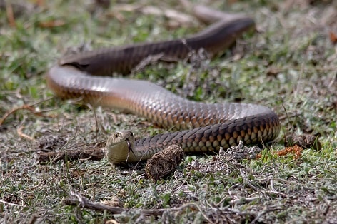 Lowlands Copperhead Australia Austrelaps superbus