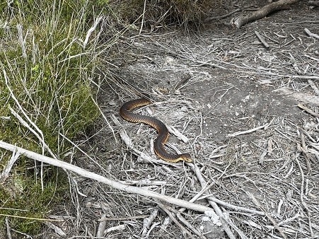 Lowlands Copperhead (Austrelaps superbus) Australia