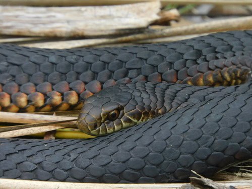 Lowlands Copperhead (Austrelaps superbus) appearance