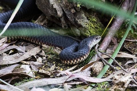 Lowlands Copperhead Austrelaps superbus australia