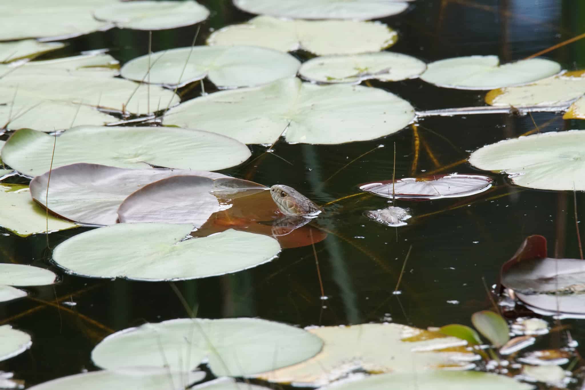 Lowlands Copperhead Austrelaps superbus swimming