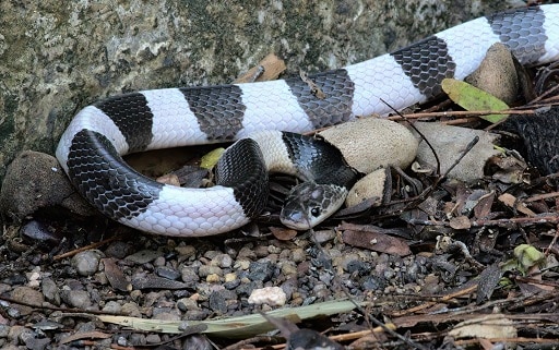 Malayan Blue Krait Bungarus candidus