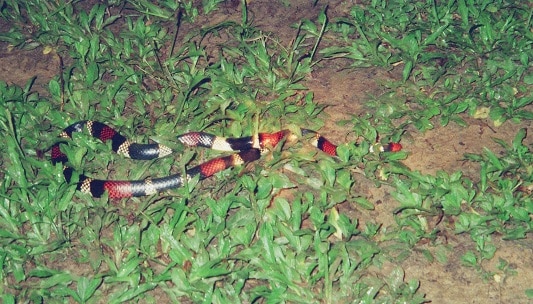 Micrurus surinamensis - Aquatic Coralsnake