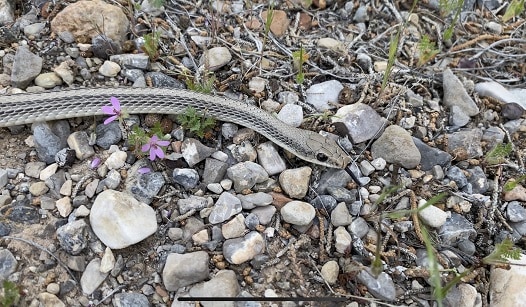 Mojave Patchnose Snake Salvadora hexalepis mojavensis