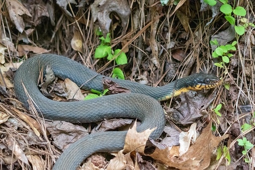 Nerodia erythrogaster plain bellied watersnake