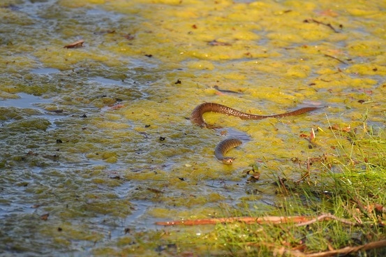 Nerodia erythrogaster plainbelly watersnake